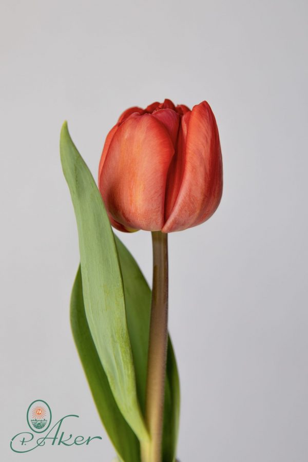 Single red tulip Venetie