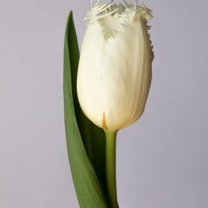 Single white fringed tulip