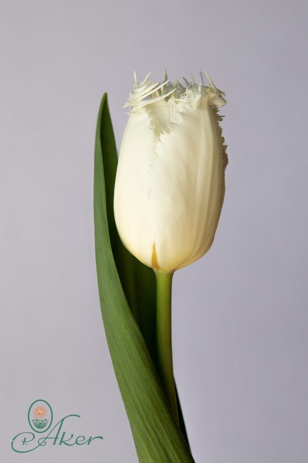 Single white fringed tulip