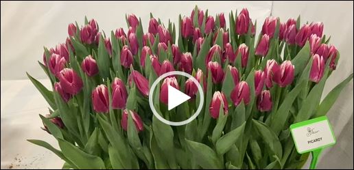 Crates with red/white tulips Picardy