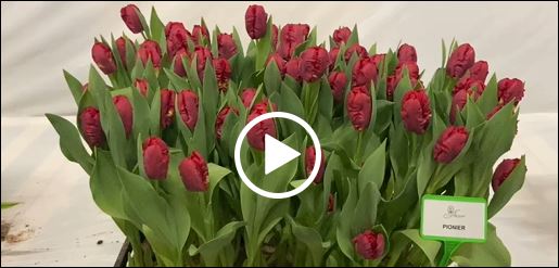 Crate with red tulips Pionier