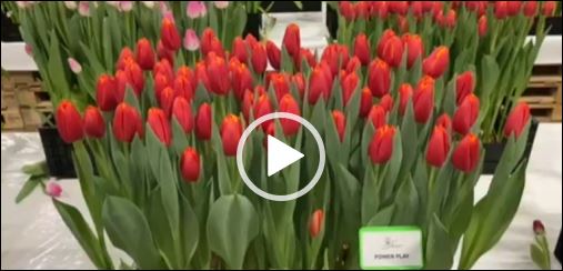 Crate with red tulips Power Play