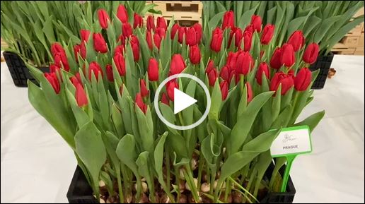 Crate with red tulips Prague