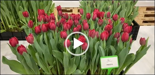 crate with red tulips Presto