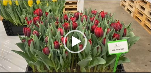 Crate with red tulips Red Princess