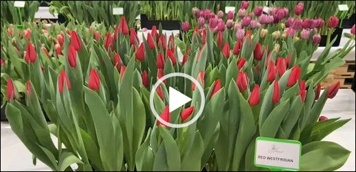 Crate with red tulips Red Westfrisian