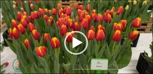 Crate with red/yellow tulips Replay