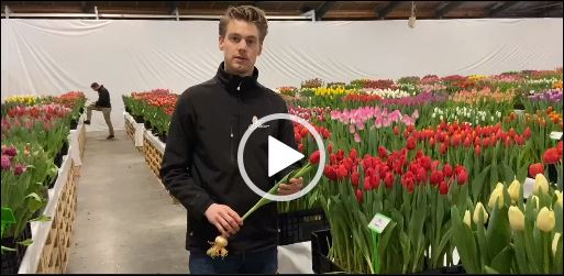 Man how shows tulip Rescue