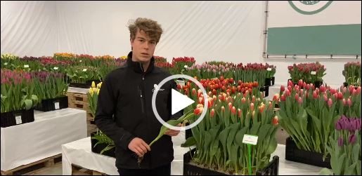 Man shows tulip Roman Empire