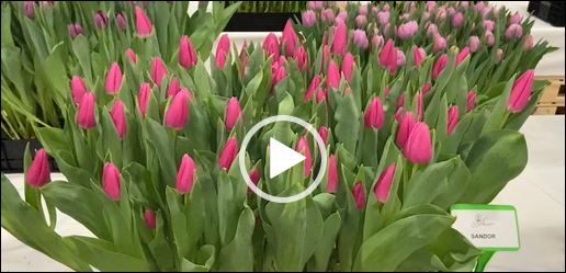 Crate with pink tulips Sandor
