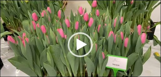 Crate full of pink tulips Tresor