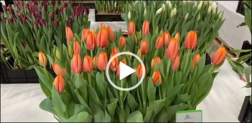 Crate with orange tulips Triple A