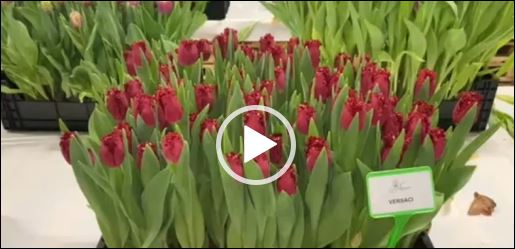 Crate with dark red fringed tulips Versaci