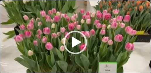 Crate with Pink tulips Voque