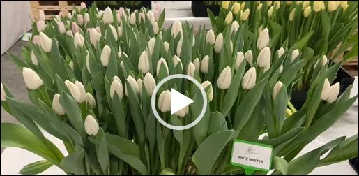 Crate with white tulips White Master
