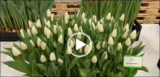 Crate with white tulips White Prince