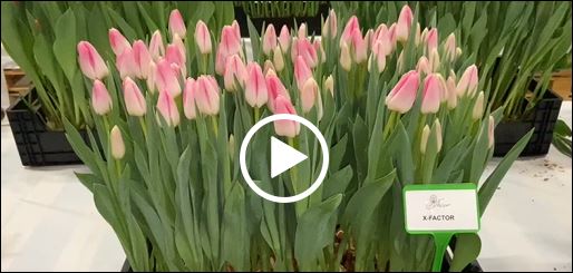 Crate with pink tulips X Factor