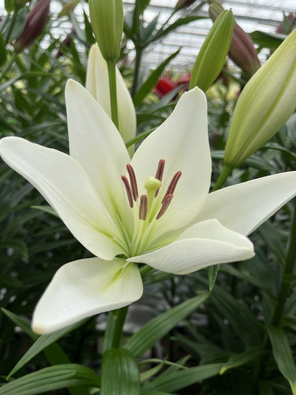 Single white lily