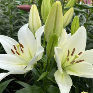 Single white lily