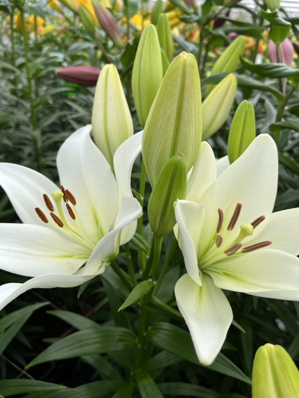 Single white lily