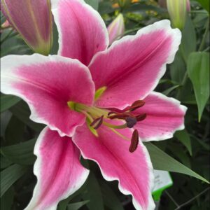 Single pink lily