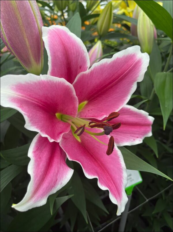 Single pink lily