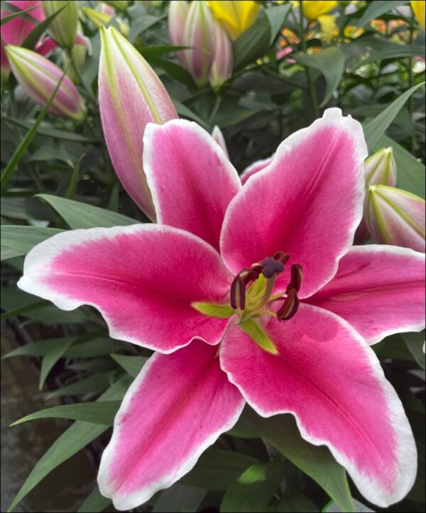 Single pink lily