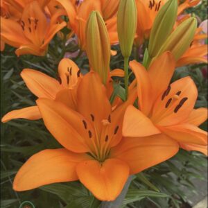 Orange lilium flowering Brunello