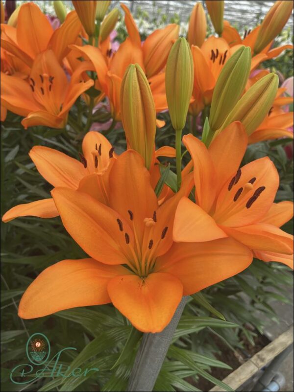 Orange lilium flowering Brunello