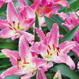 Pink lily Entertainer