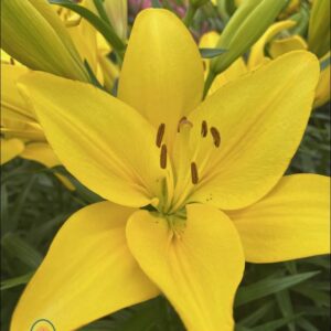 Single yellow lily Kato