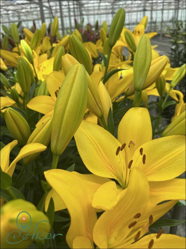 Yellow lilies