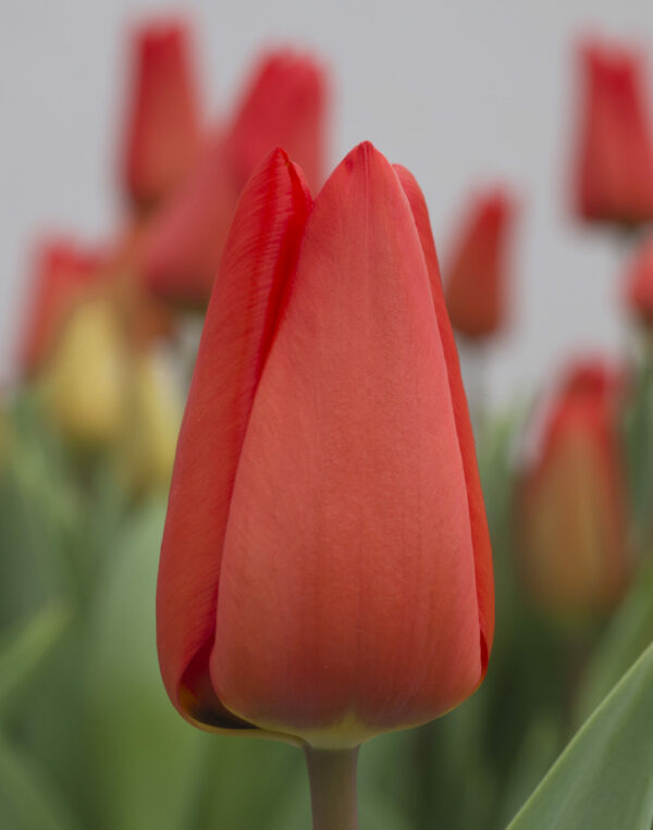 Single red tulip Lalibela