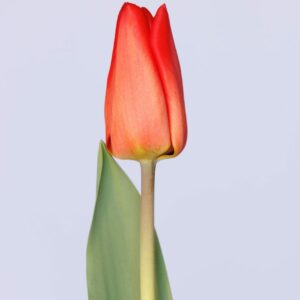 Single red tulip Lalibela