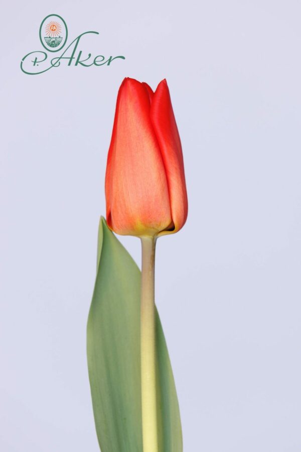 Single red tulip Lalibela