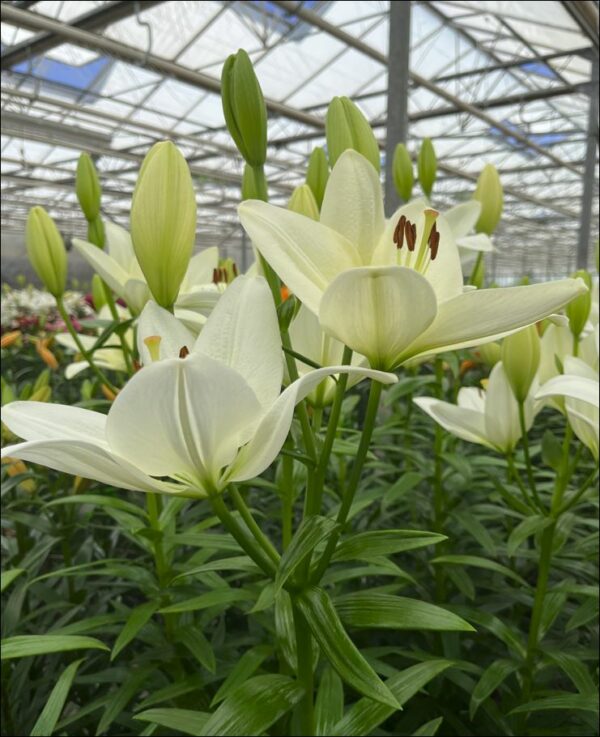 Single white lily Supera