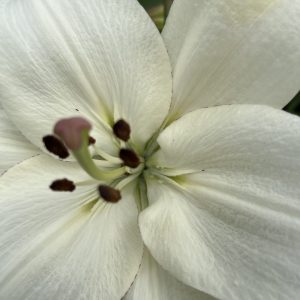 White single lily Nenzi