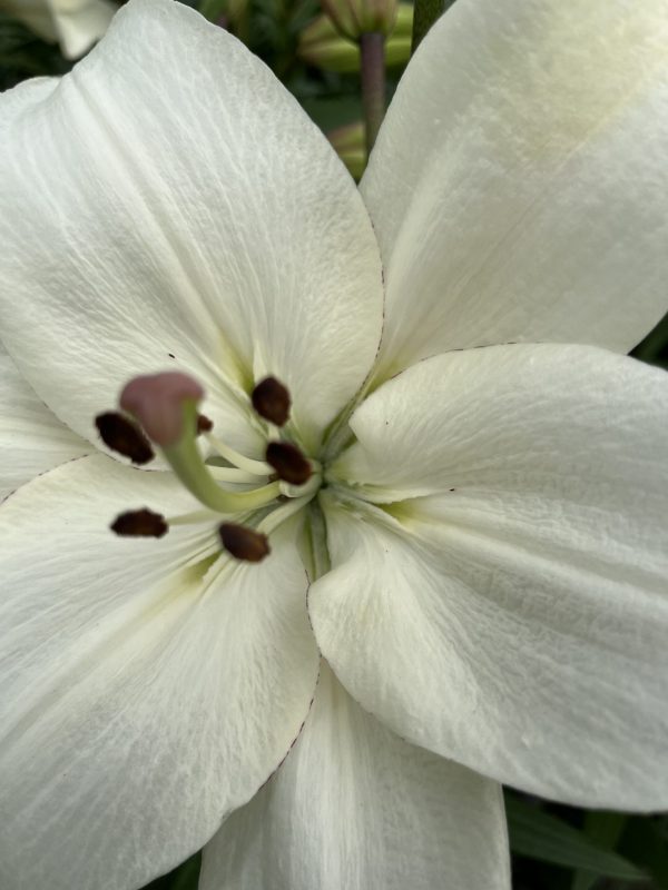 White single lily Nenzi