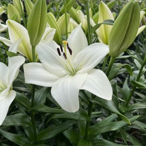 Single white lily