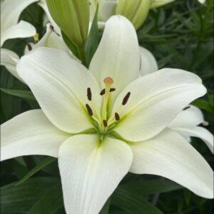 Single white lily Supera