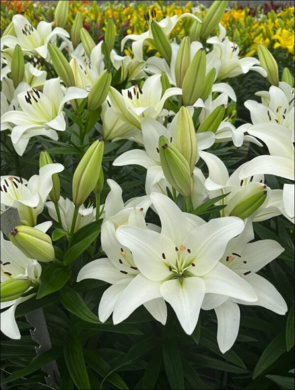 White lilies Supera