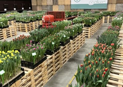 Tulip Trial 2023