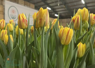 Yellow/Red tulips