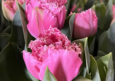 pink fringed tulips