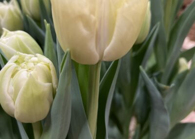Creme tulip