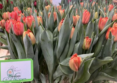 Crate full of tulips
