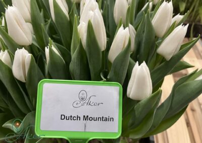 White Tulips Dutch Mountain