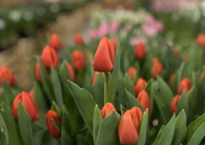 Red/Orange tulips