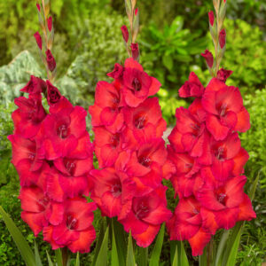 Red Gladiolus