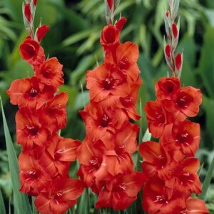 Gladiolus IN DARK RED COLOR
